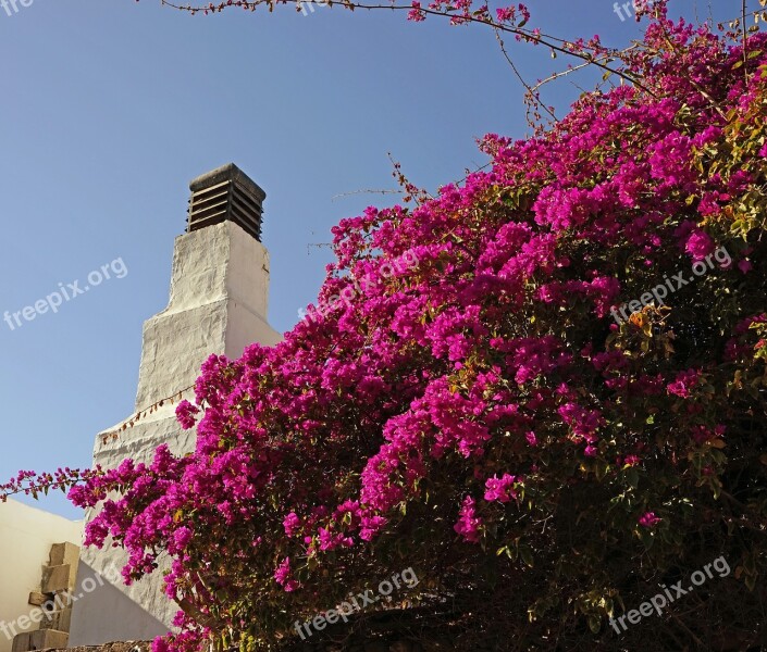 Buganvilla Flowers Bush Flowering Shrub Flourishing Tree