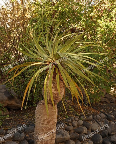 Yucca Elephant Tree Yucca Elephantipes Garden Yucca Palm