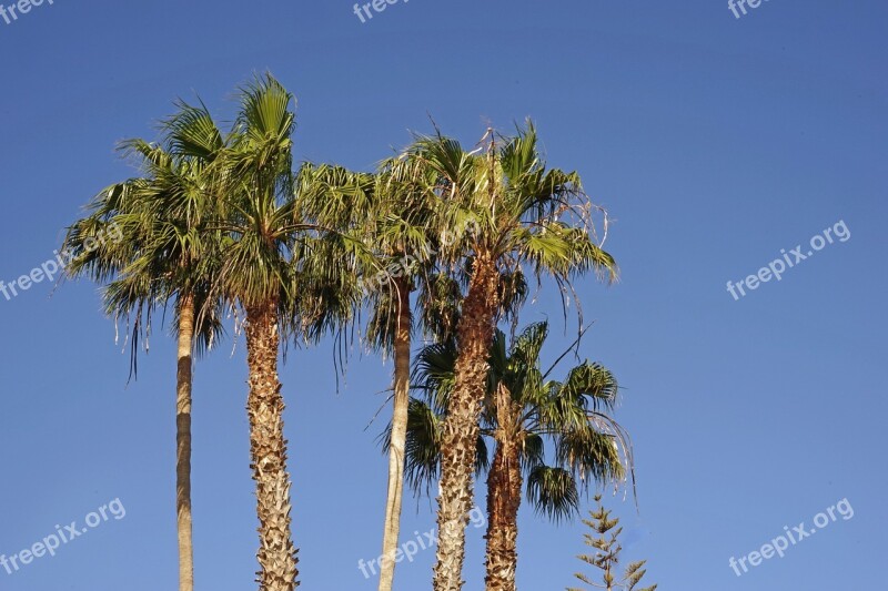 Palm Trees Sky Blue Partly Cloudy Summer