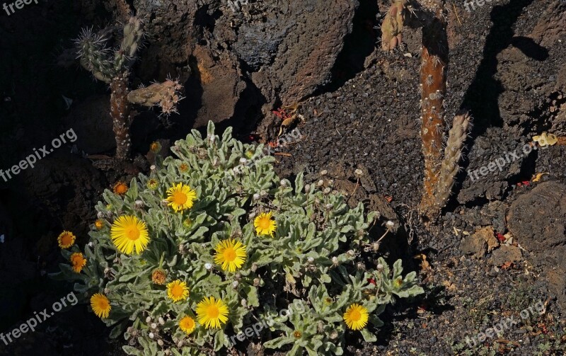 Nauplius Intermedius Flower Flowers Yellow