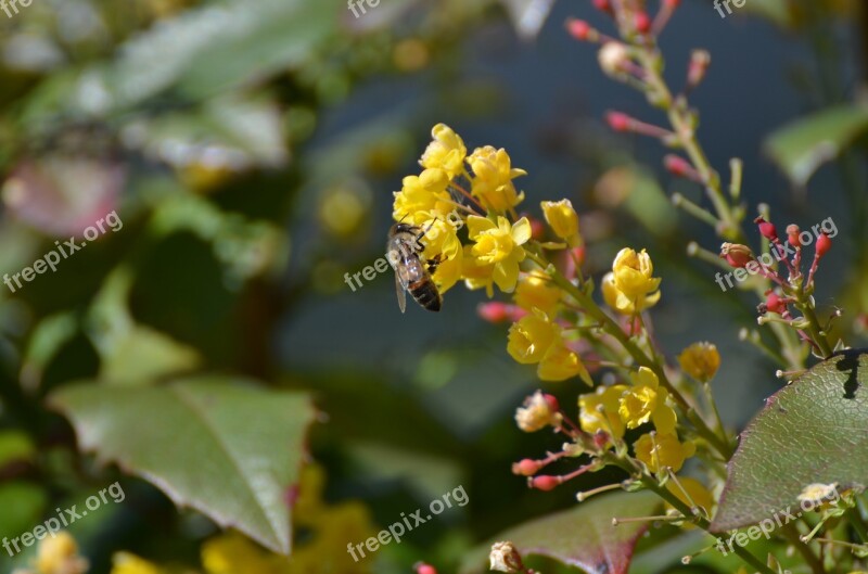 Bee Pollen Worker Insect Flower