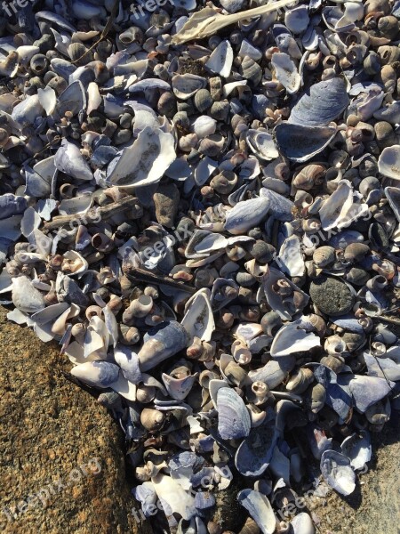 Shells The Nature Of The Low Tide Hill Free Photos