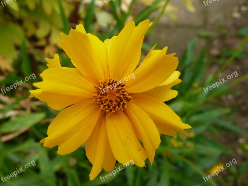 Yellow Flower Yellow Flower Blossom Bloom