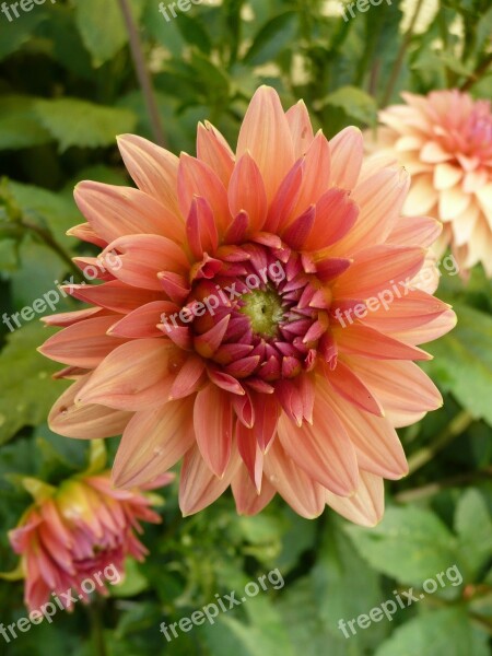 Chrysanthemum Orange Nature Garden Macro