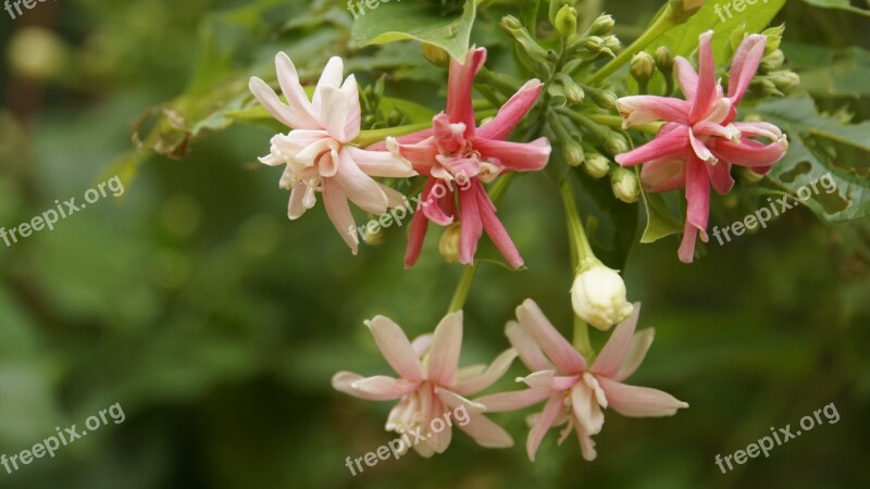 Fingernail Fingernail Flower Flowers Flower Garden Garden