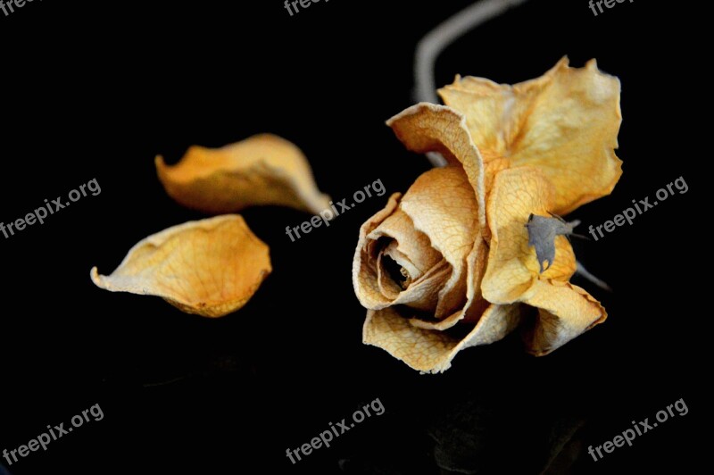 Rose Dry Sad Yellow Flower