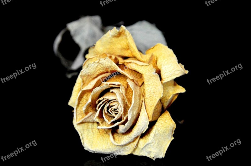 Rose Dry Sad Yellow Flower