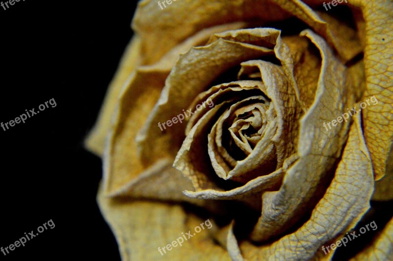 Rose Dry Sad Yellow Flower