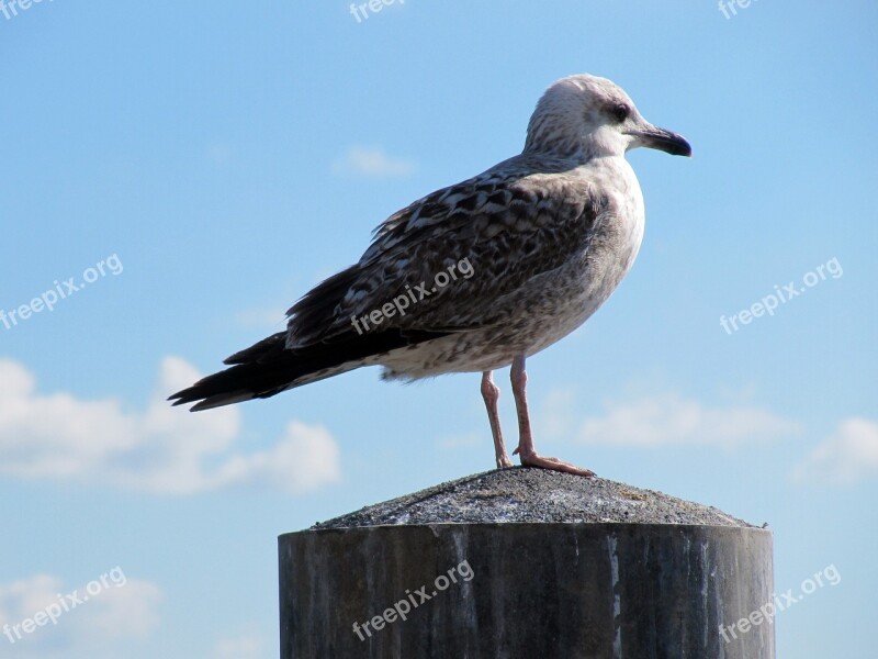 Seagull Bird Animal Sea Seevogel