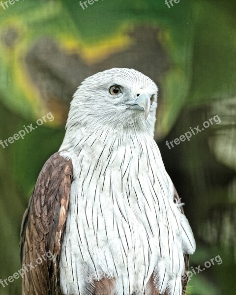 Brahminy Kite Kite Bird Raptor Nature