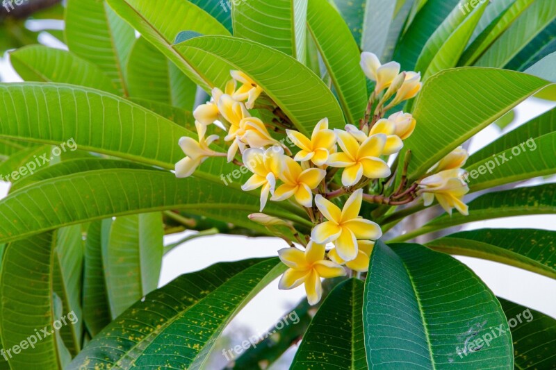 Flowers More Information Yellow Frangipani Fragrapanti