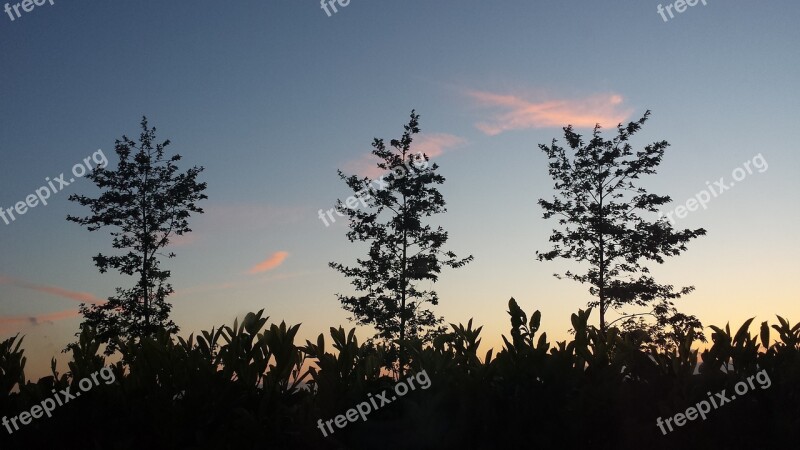 Trees Clouds Evening Heaven Tree