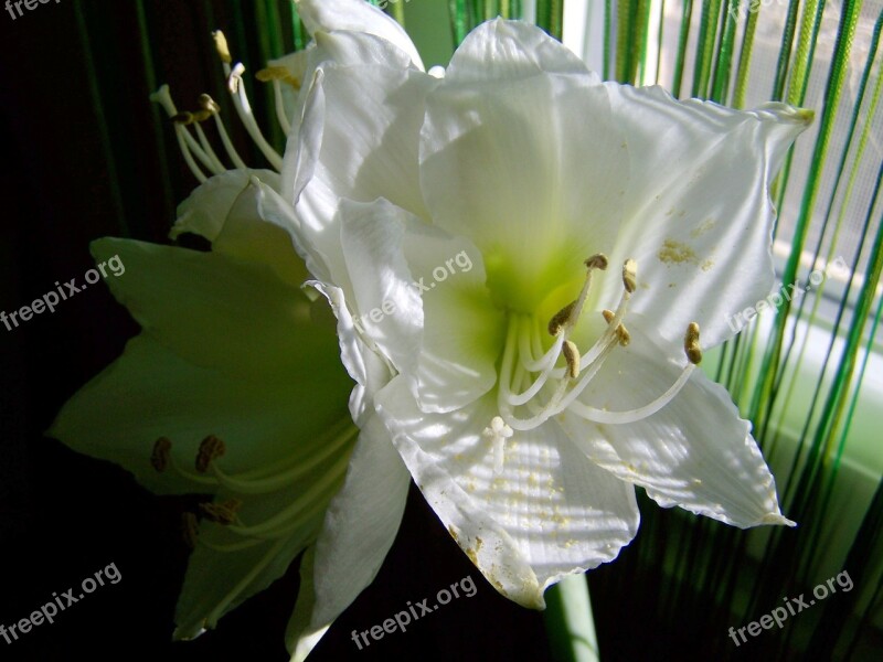 Amaryllis White Flower Room Plant Free Photos