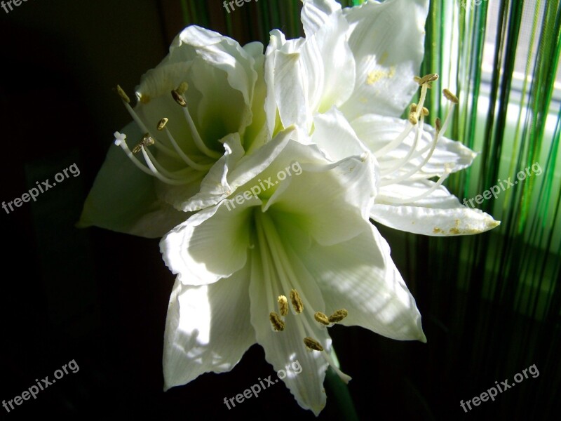 Amaryllis White Flower Room Plant Free Photos