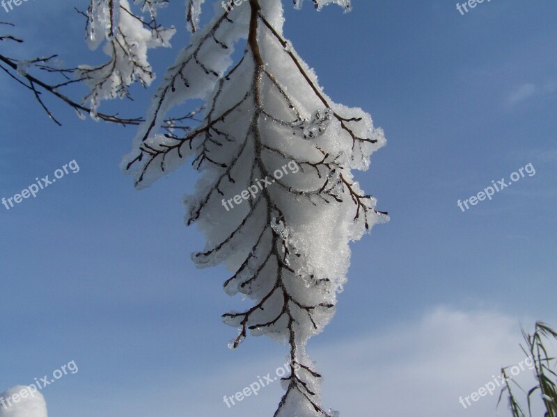 Snowy Bough Winter Nature Free Photos