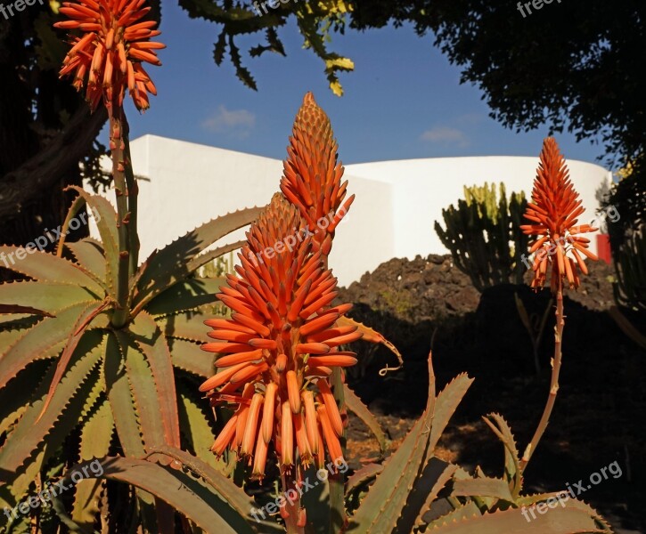 Aloe Vera Flowers Asphodeloideae Real Aloe Tropical