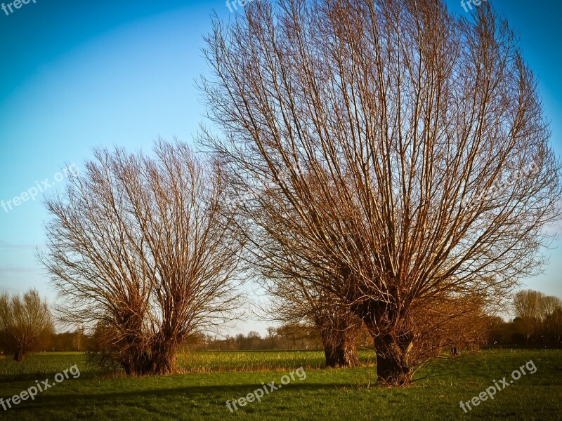 Landscape Nature Trees Graze Rheinauen