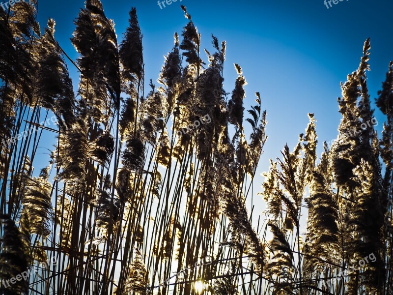 Reed Grass Nature Grasses Plant