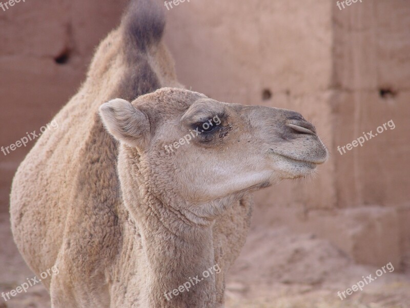 Camel Animal Dromedary Animal Portrait Animal World