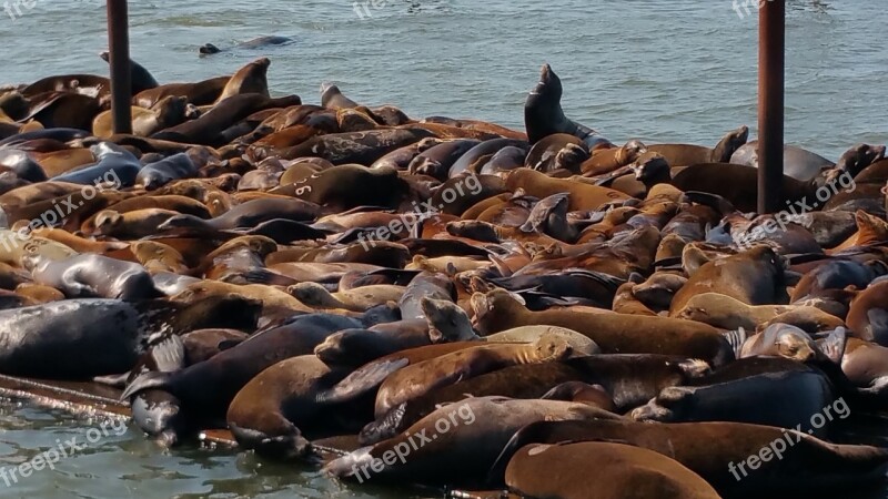 Sealions Astoria Oregon Pacific Northwest Astoria Animal