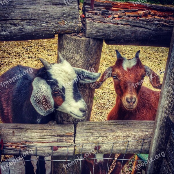 Goats Hood River Oregon Fruit Loop Mt Hood Oregon