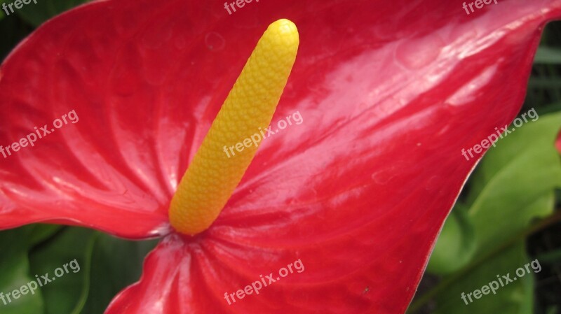 Flower Lily Natural Nature Petal