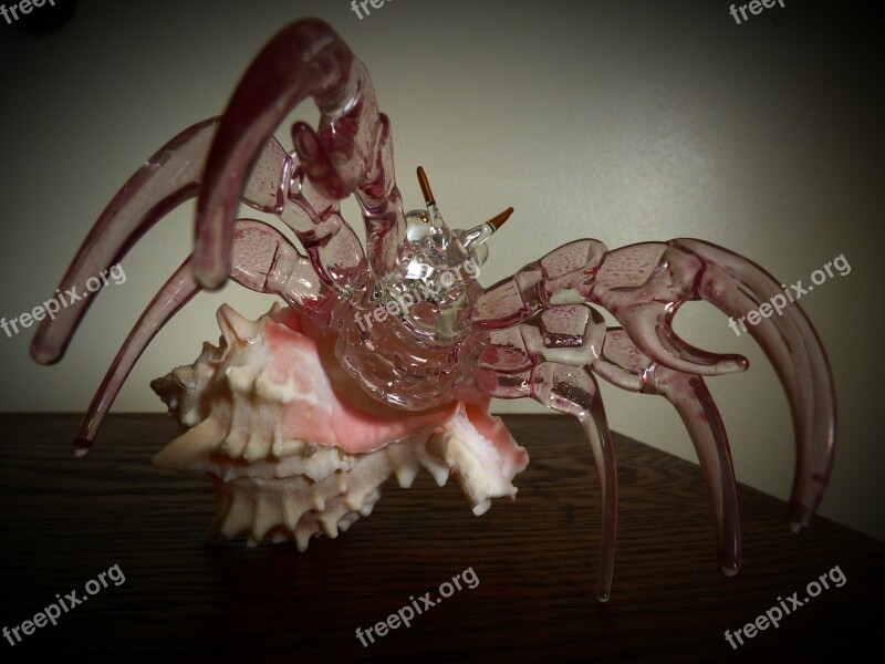 Crystal Crab Seashell Hermit Shell