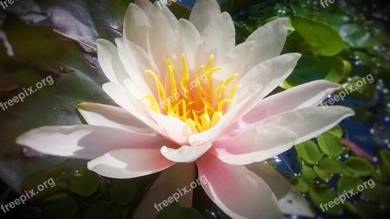 Water Lily Plant Flower Nature Flower Water