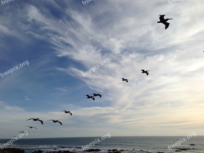 Pelican Flying Birds Skies Ocean Blue