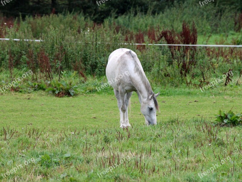 Horse White Horse Expensive Livestock Eng