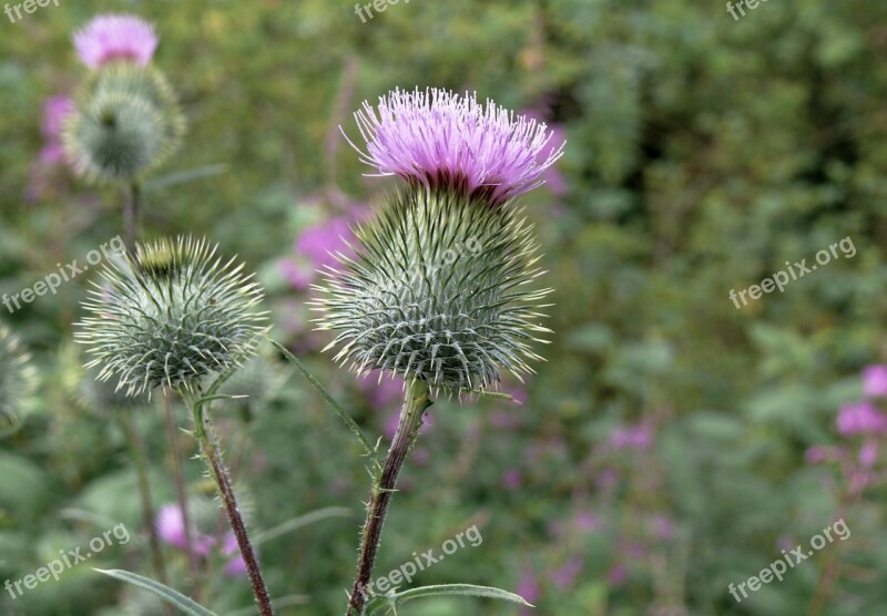 Milk Thistle Thistle Prickly Plant Silybum Marianum