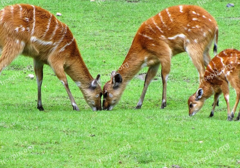 Deer Animals Zoo Mammal Nature