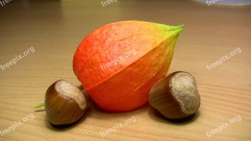 Hazelnut Peru Physalis Plant Fruit Macro