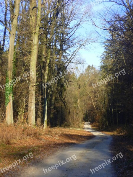 Forest Road Forest Road Nature Trees