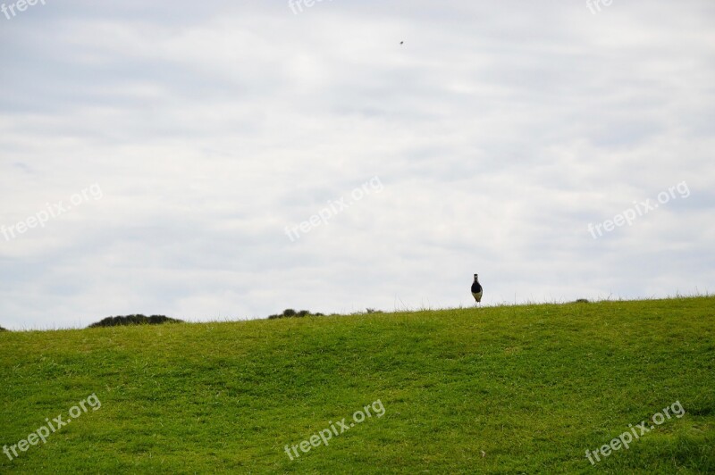 Lawn Green Grass Nature Park