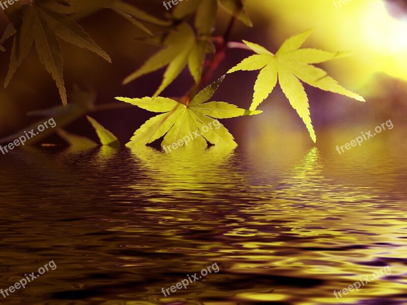 Water Lake Maple Fresh Green Green