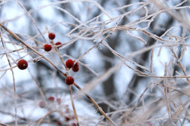 Berries Winter Cold Hoarfrost Frozen