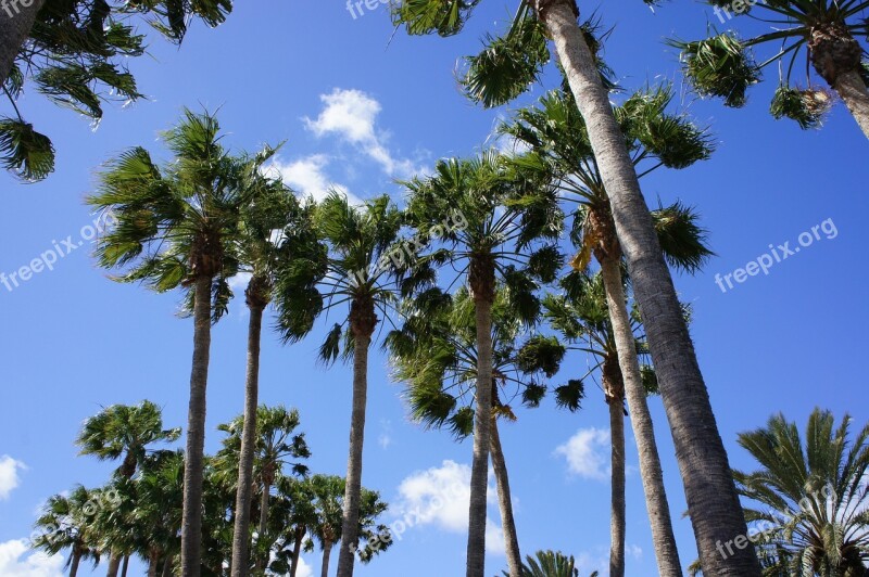 Canary Islands Palm Trees Sky Free Photos