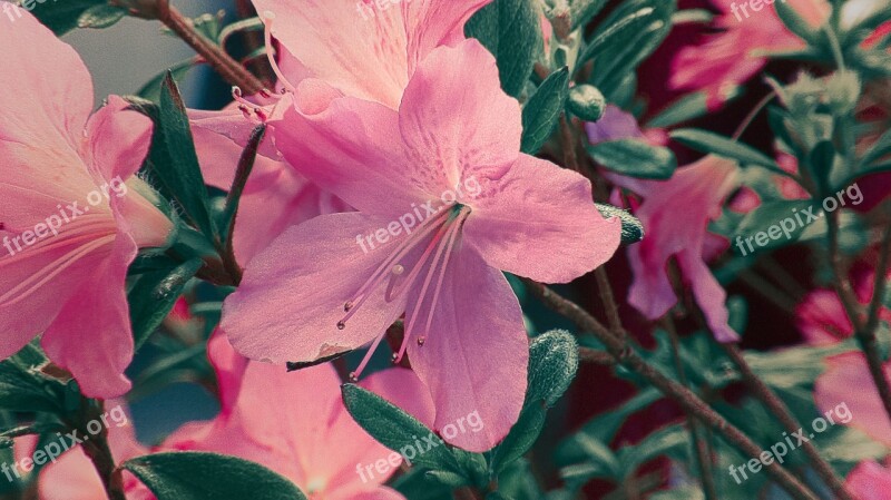 Azalea Flower Pink Garden Spring