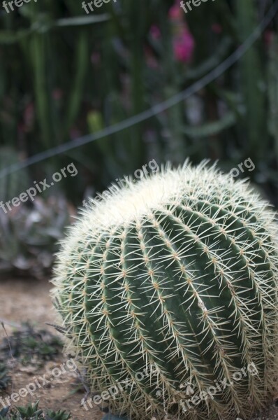 Cactus Thorn Background Plants Free Photos