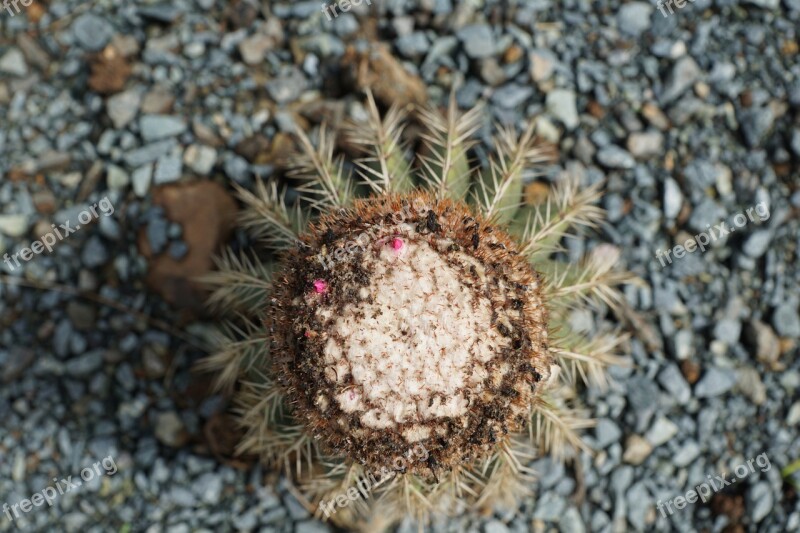 Cactus Green Stones Plant Dry