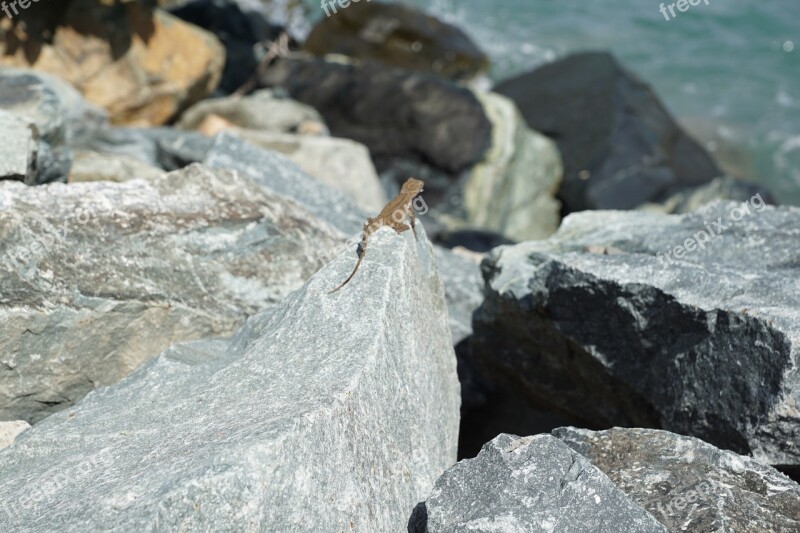 Iguana Stone Grey Lizard Water