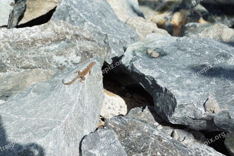 Iguana Stone Grey Lizard Caribbean