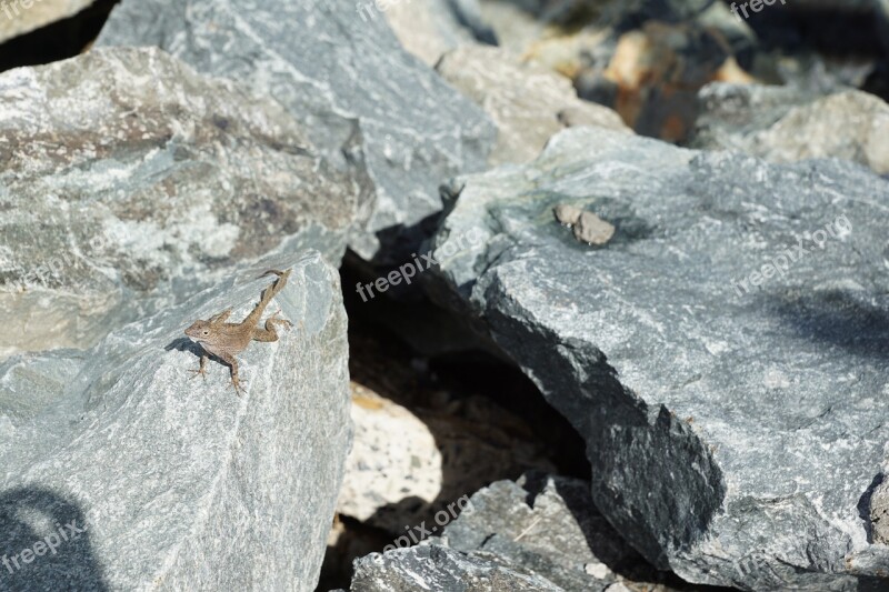 Iguana Stone Grey Lizard Free Photos