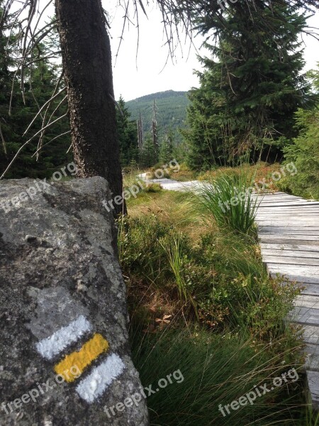 Jizera Mountains Path Forest Nature Trees