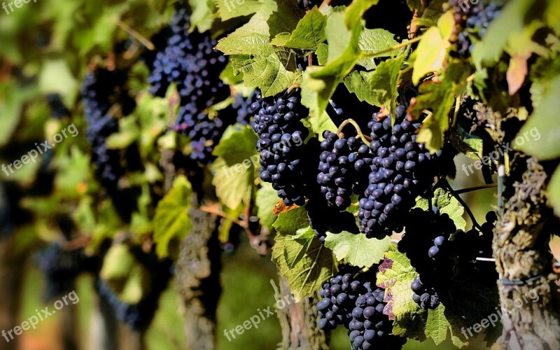 Grape Planting Purple Wine Fruit