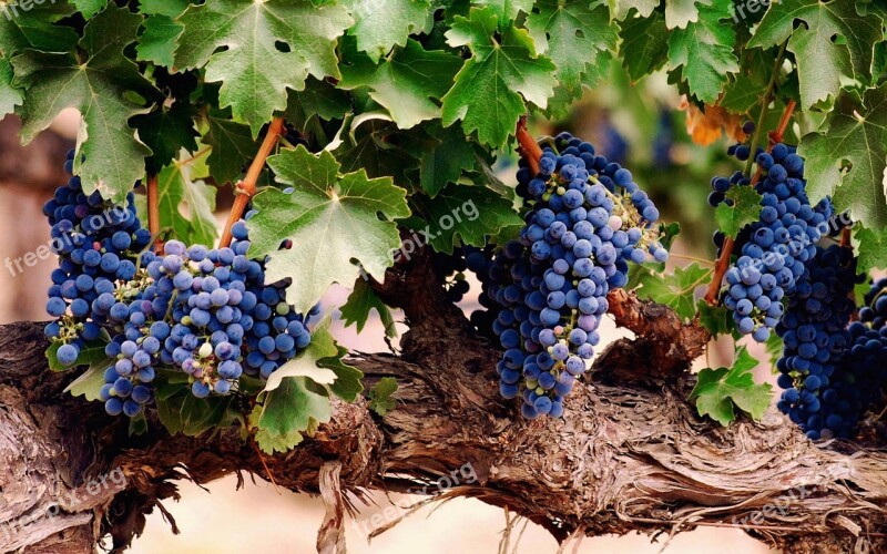 Grape Planting Purple Wine Fruit