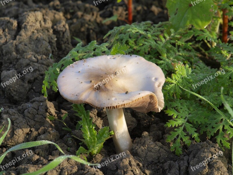 Mushroom Nature Autumn Mushroom Picking White