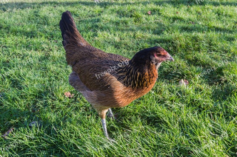 Chicken Breed Chicken Bird Agriculture Bill