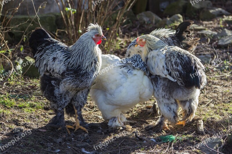 Chicken Breed Chicken Bird Agriculture Bill